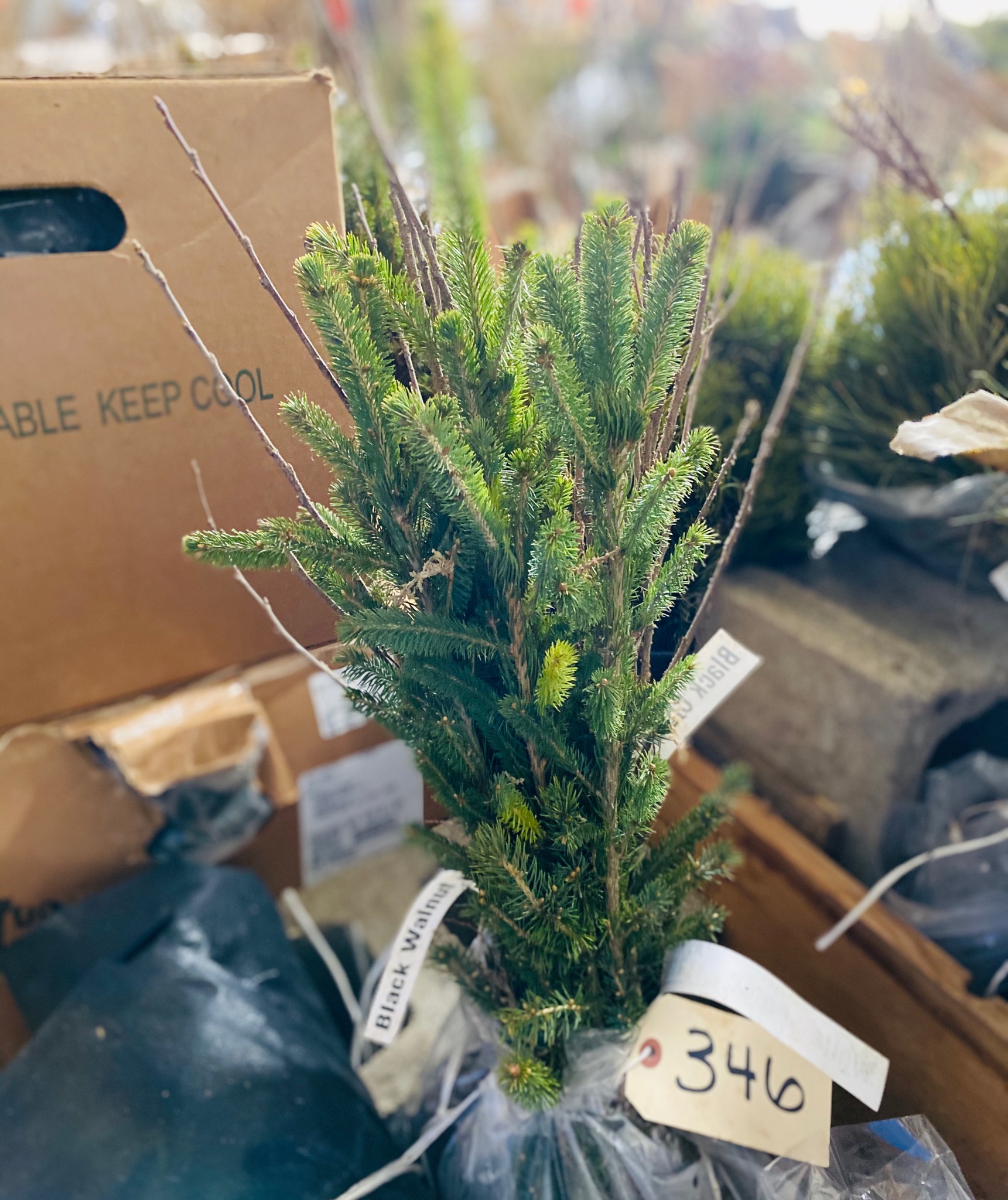 Chautauqua County Soil and Water Conservation District introduces seedlings | News, Sports, Jobs - Vimarsana News